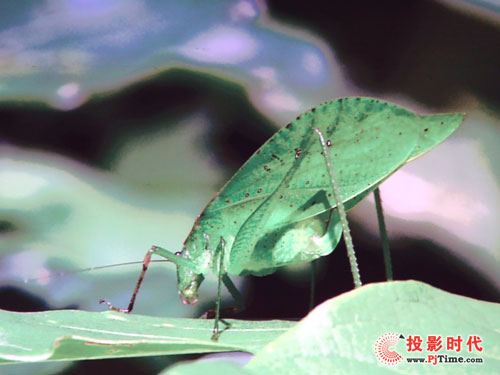 (sh) 곞H7530DͶӰC(j)uy